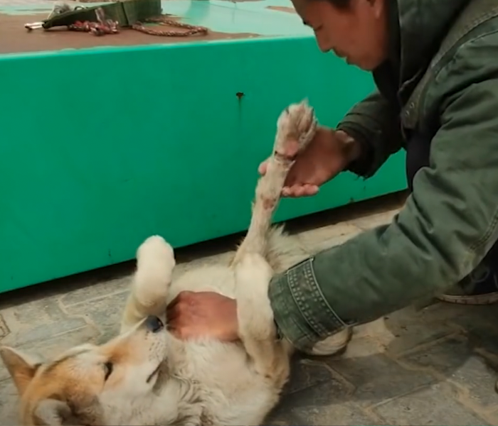 Ein Mann untersucht einen verletzten Hund