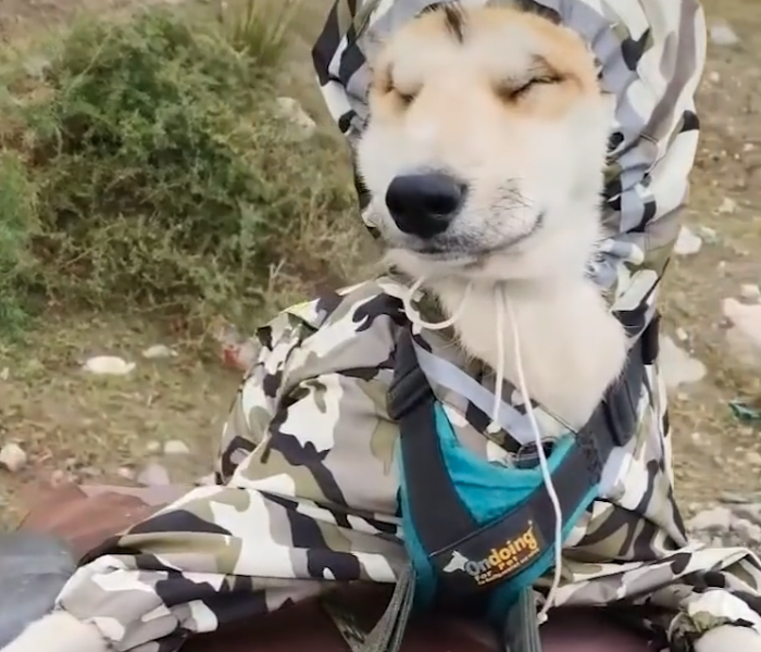 Ein Hund in warmer Kleidung sitzt auf dem Gepäckträger eines Fahrrads