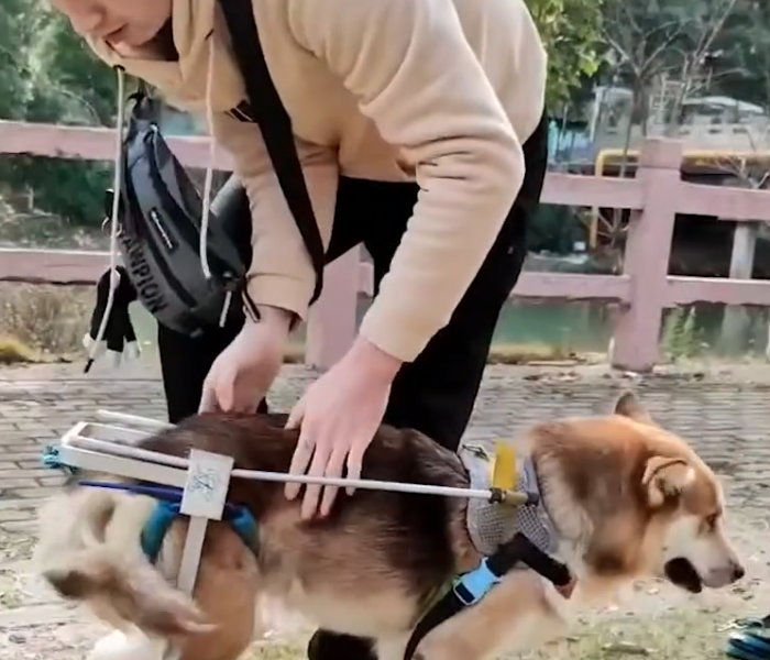 Ein Mann baut einen Rollstuhl für seinen Hund.