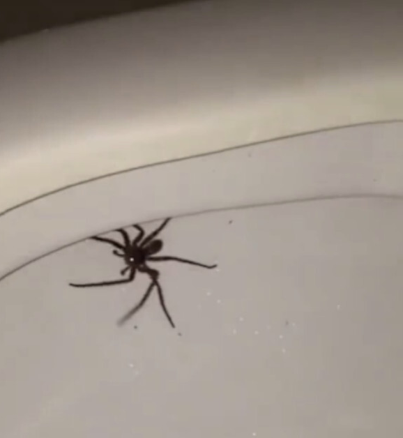 Eine große Spinne krabbelt am inneren Rand eines Toilettensitzes entlang.