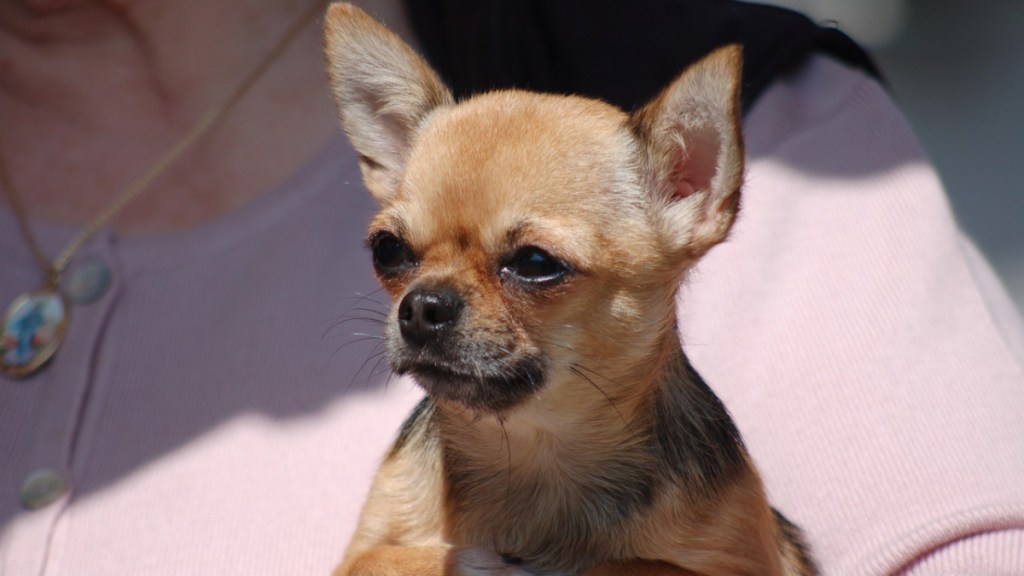 Ein Chihuahua auf dem Arm seiner Besitzerin.