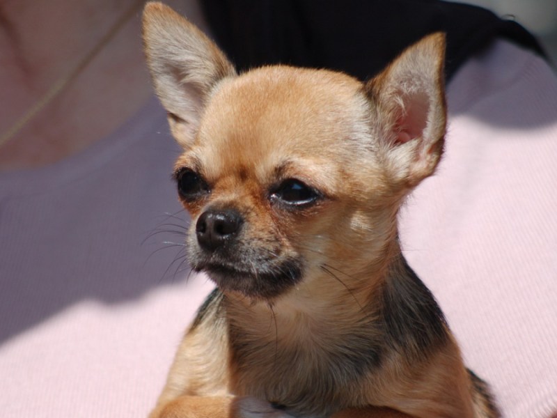 Ein Chihuahua auf dem Arm seiner Besitzerin.