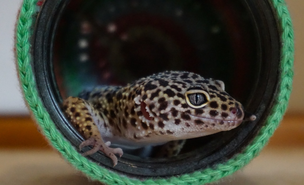 Ein Gecko.