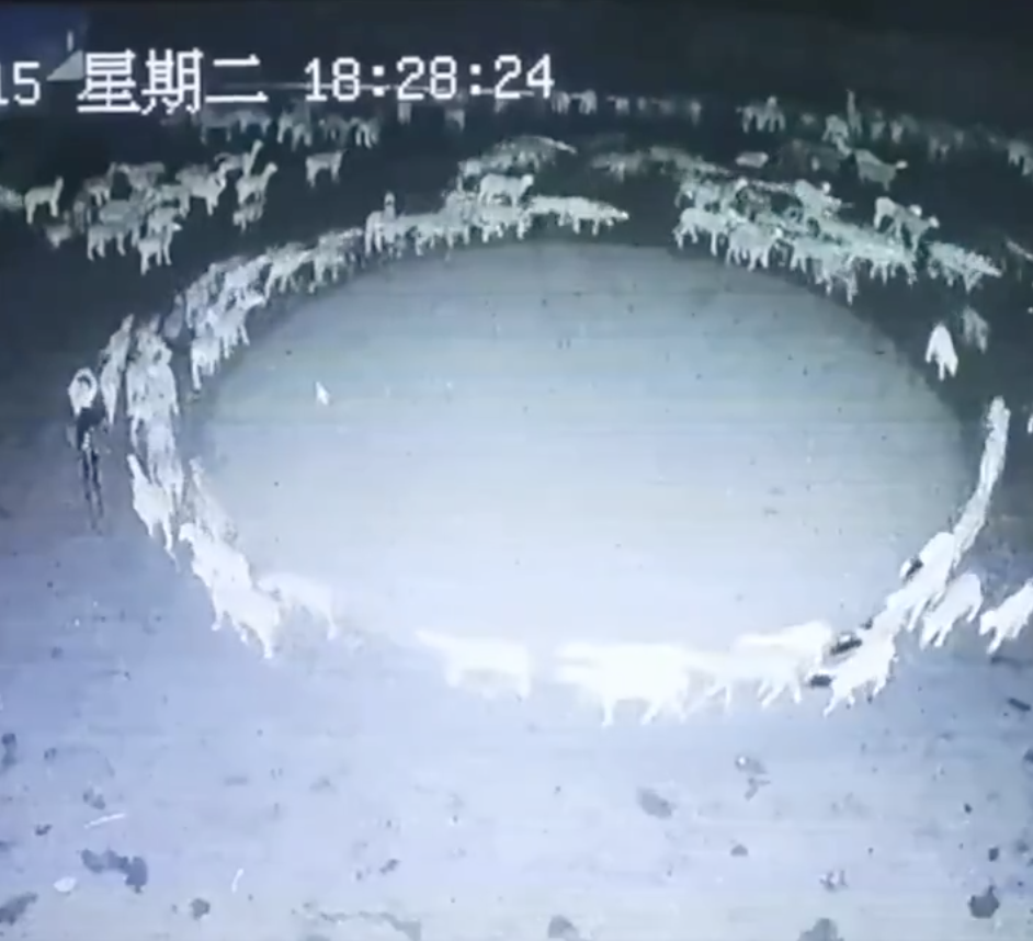 Eine Nachtsichtkamera filmt Schafe, die im Kreis laufen.