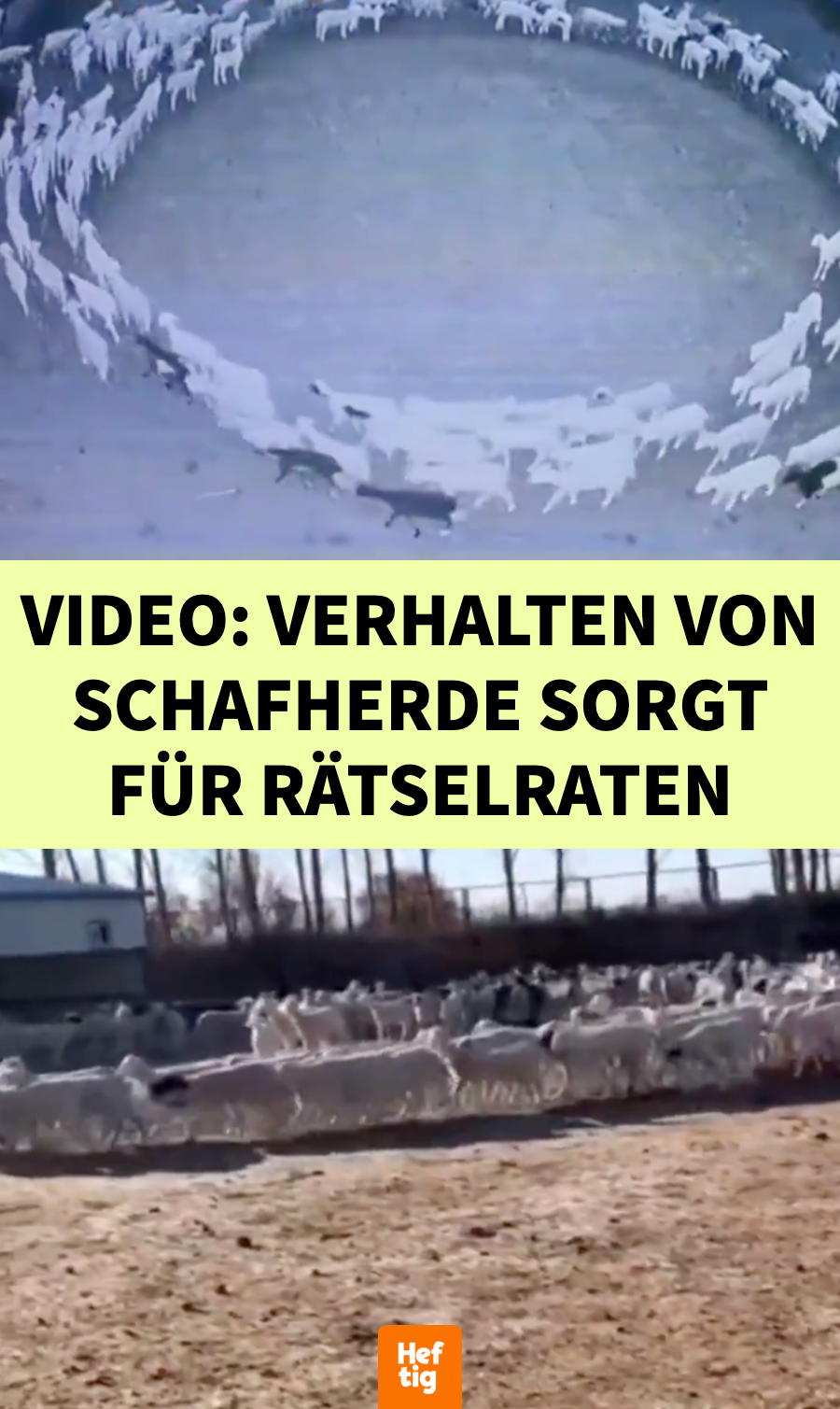 Video: Große Schafherde läuft tagelang im Kreis