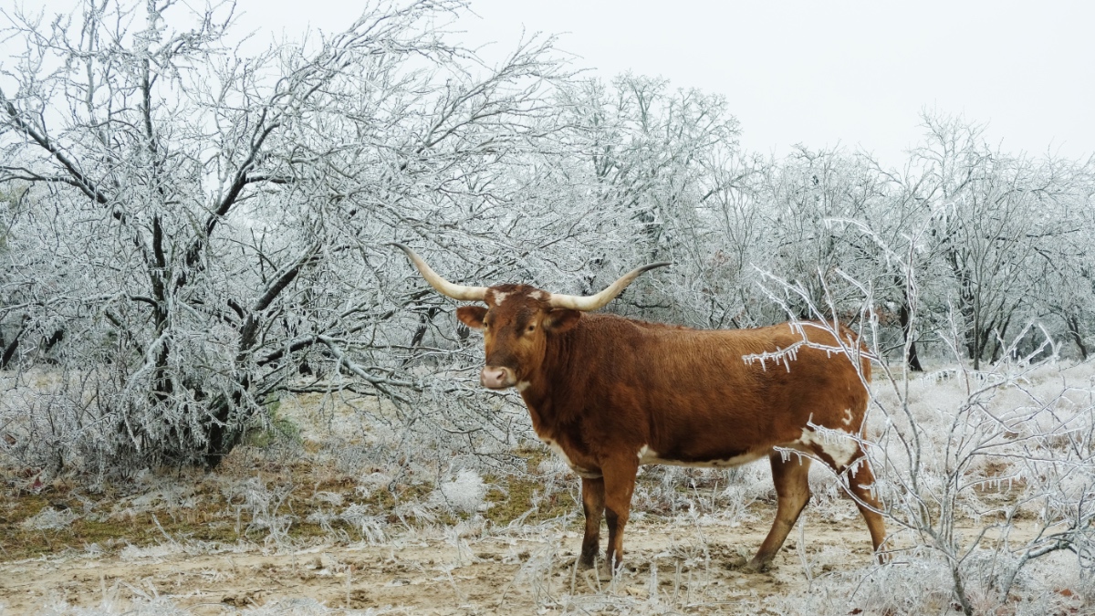 Texas 2021: Die Kältewelle in Bildern