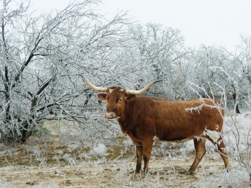 Ein Texas-Longhorn-Rind steht auf einer zugefrorenen Weide im Winter.