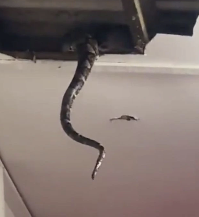 Schlangenschwanz baumelt von Zimmerdecke