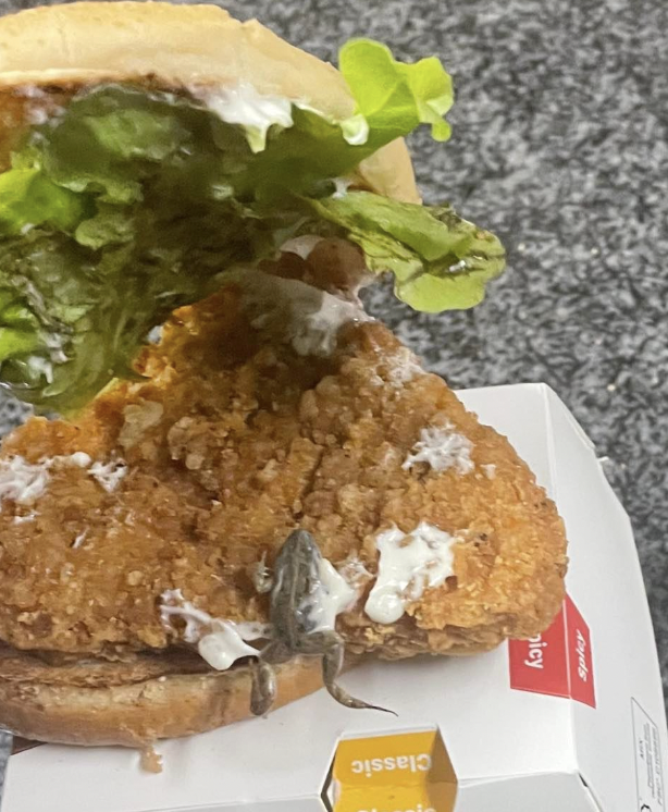 Frosch auf Burger