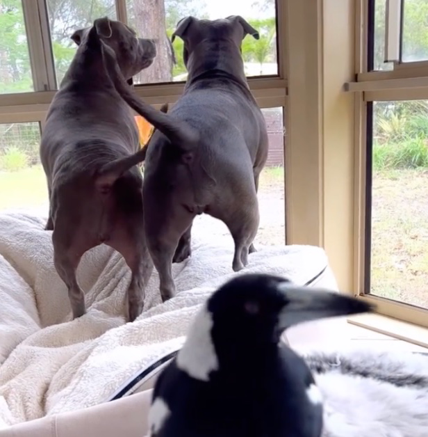 Zwei Hunde sitzen am Fenster vor einer Elster.