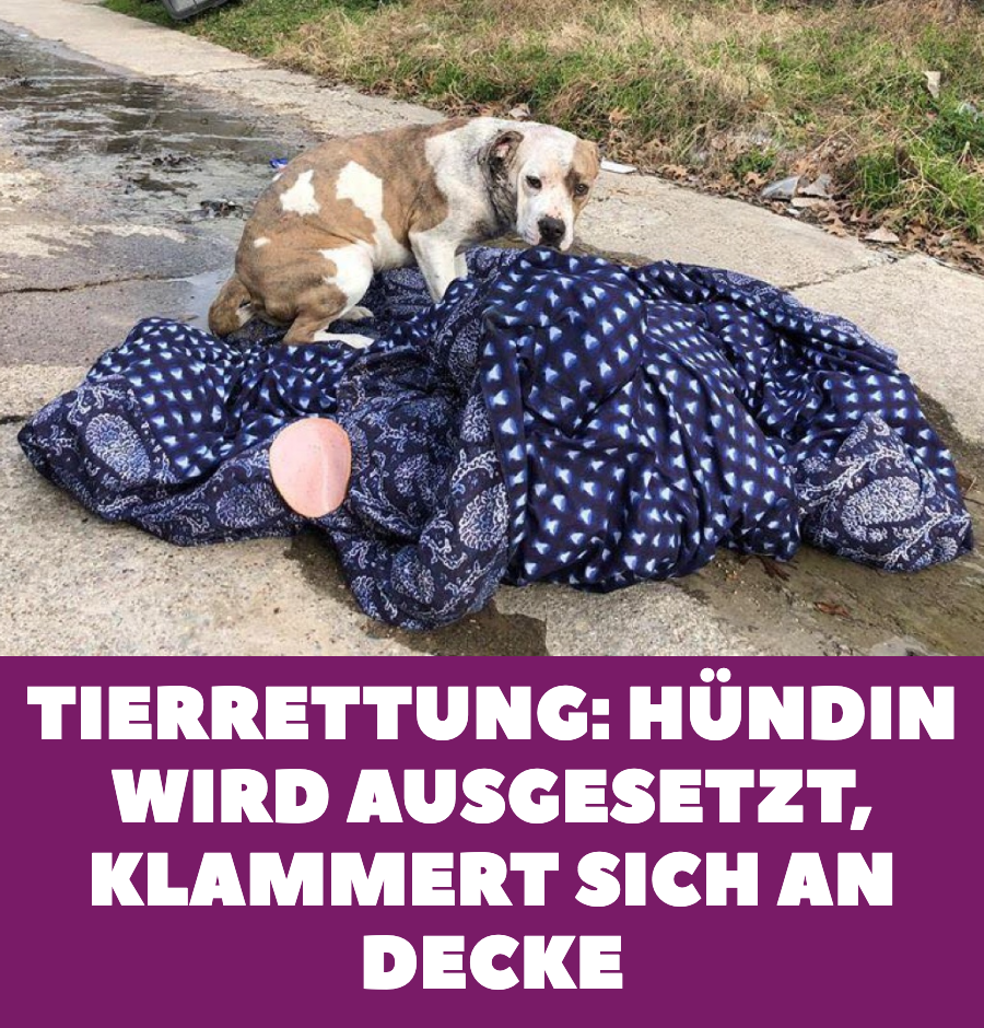 Tierrettung: Nur mit einer Decke ausgesetzte Hündin wird entdeckt