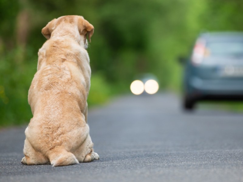 Ein ausgesetzter Hund auf einer Straße.