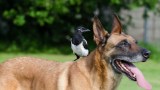 Diese Elster veräppelt Hunde auf clevere Weise.
