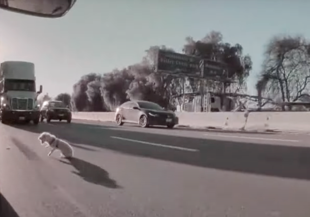 Eine Hündin springt aus einem Autofenster und landet auf der Straße vor einem Lkw.