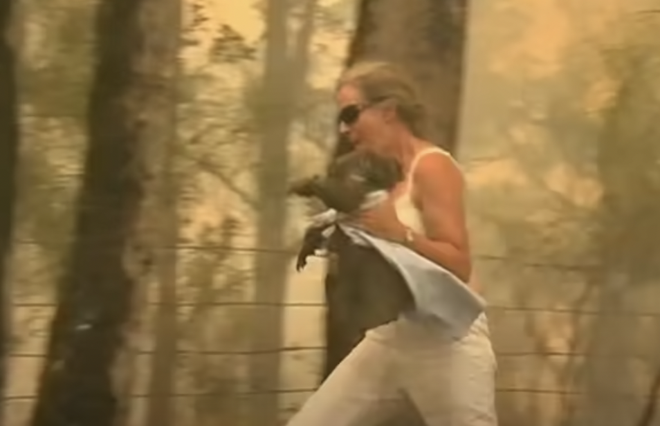 Frau rettet Koala aus Buschfeuer