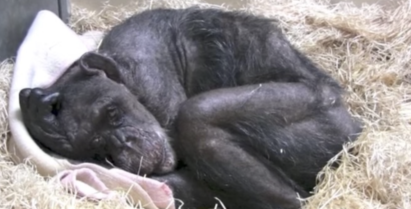 Schimpansen-Dame Mama liegt im Sterben