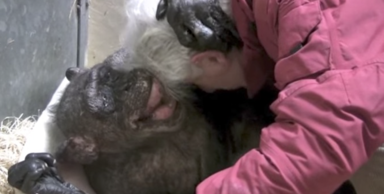 Schimpansen-Dame Mama und Professor Jan van Hooff
