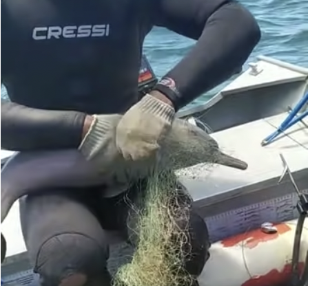 Mann hat in Fischernetz gefangenen Baby-Delfin auf seinen Knien liegen und versucht, das Netz zu entfernen.