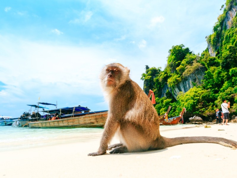Ein Affe, der an einem thailändischen Strand auf den Phi-Phi-Inseln sitzt.