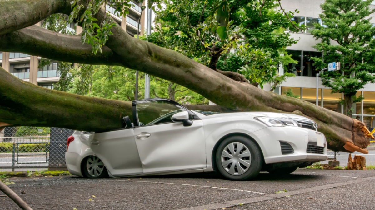 Ein Auto, das von einem umgestürzten Baum getroffen wurde.