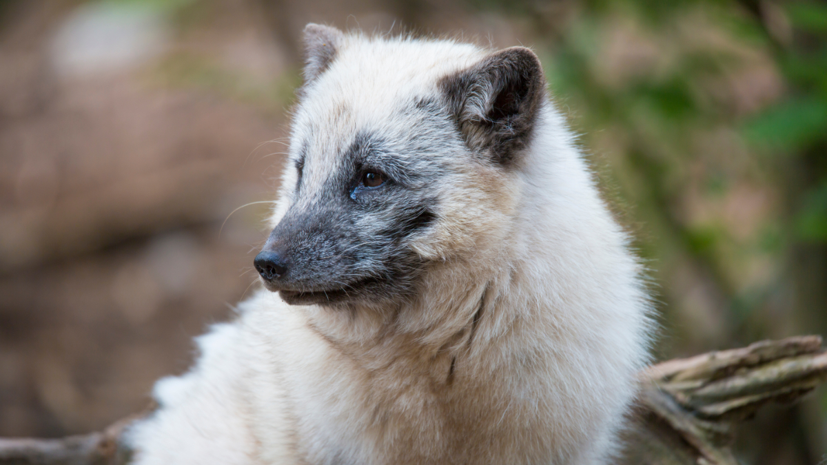 Tierrettung: Erschöpfter Fuchs auf Eisscholle gerettet