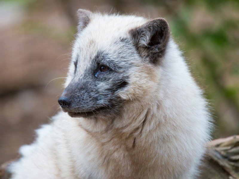 Tierrettung: Erschöpfter Fuchs auf Eisscholle gerettet