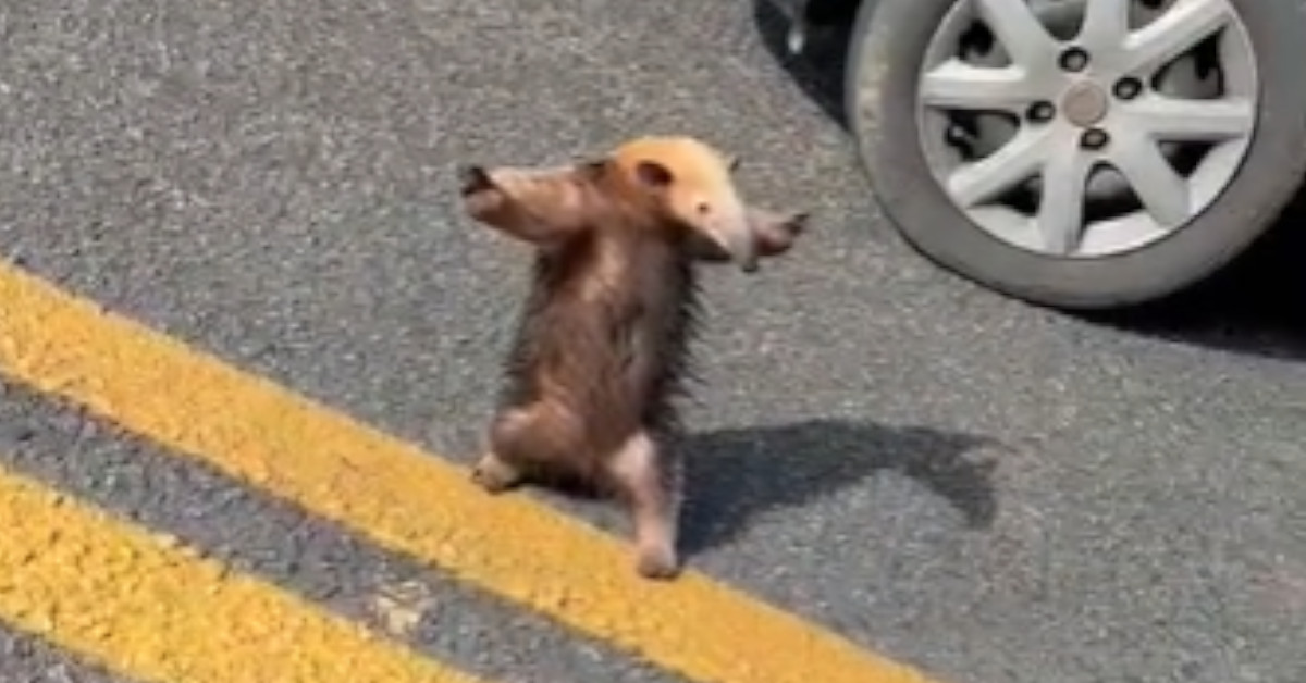 Ein Ameisenbär mit ausgebreiteten Vorderbeinen steht auf seinen Hinterpfoten auf der Straße.