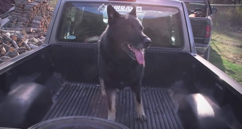 Ein Hund auf der Ladefläche eines Pickup-Trucks.