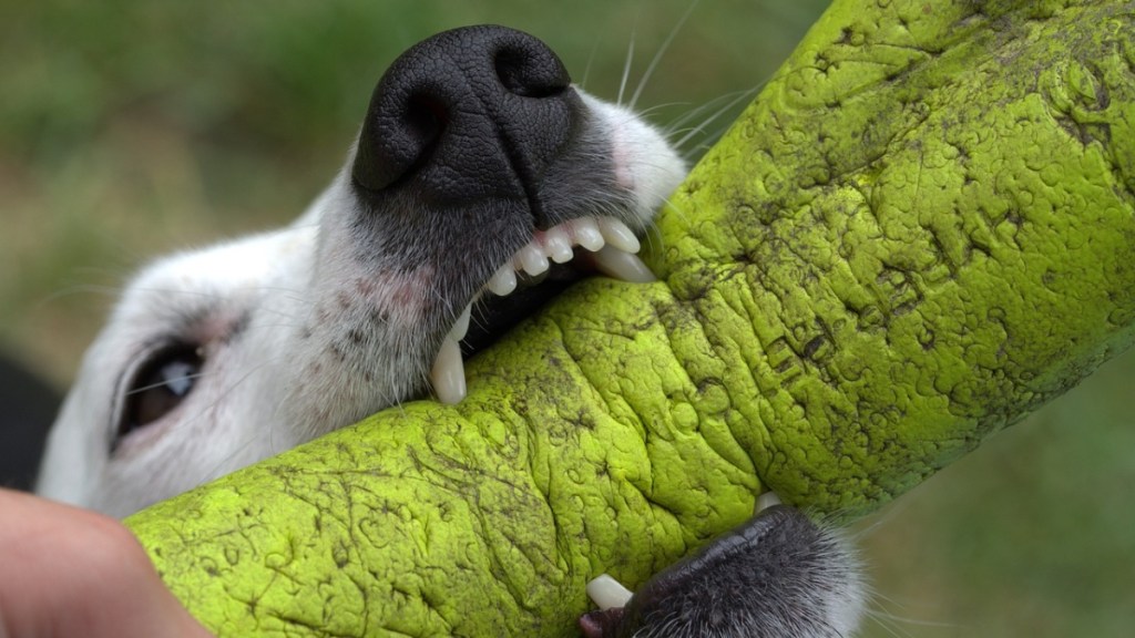 Ein Jack Russell apportiert ein Hundespielzeug.