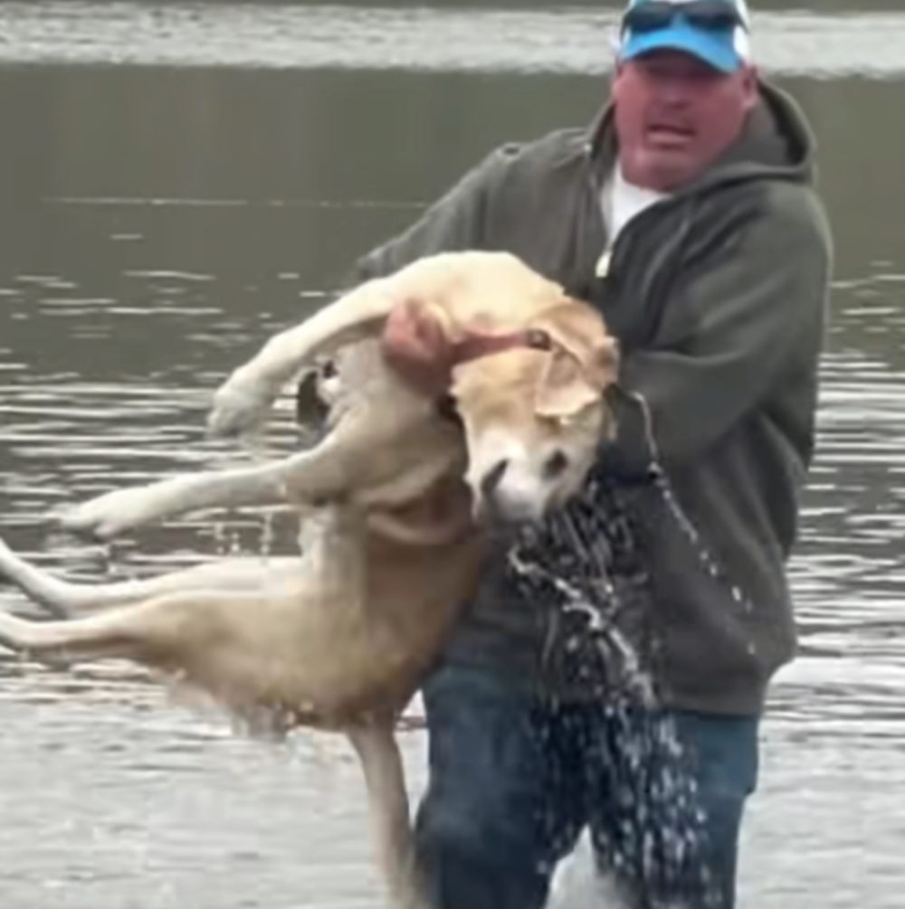 Ein Mann trägt seinen bewusstlosen Hund im Arm.