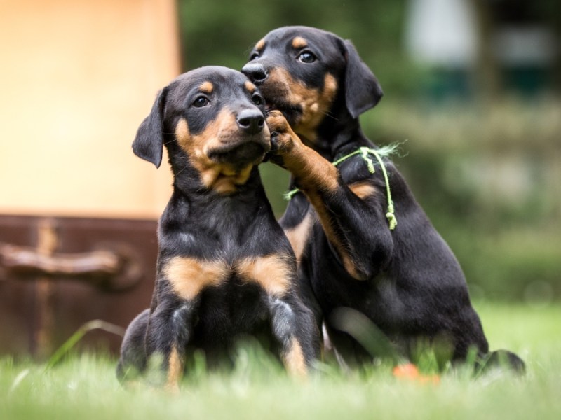 Dobermann Welpen spielen im Garten.