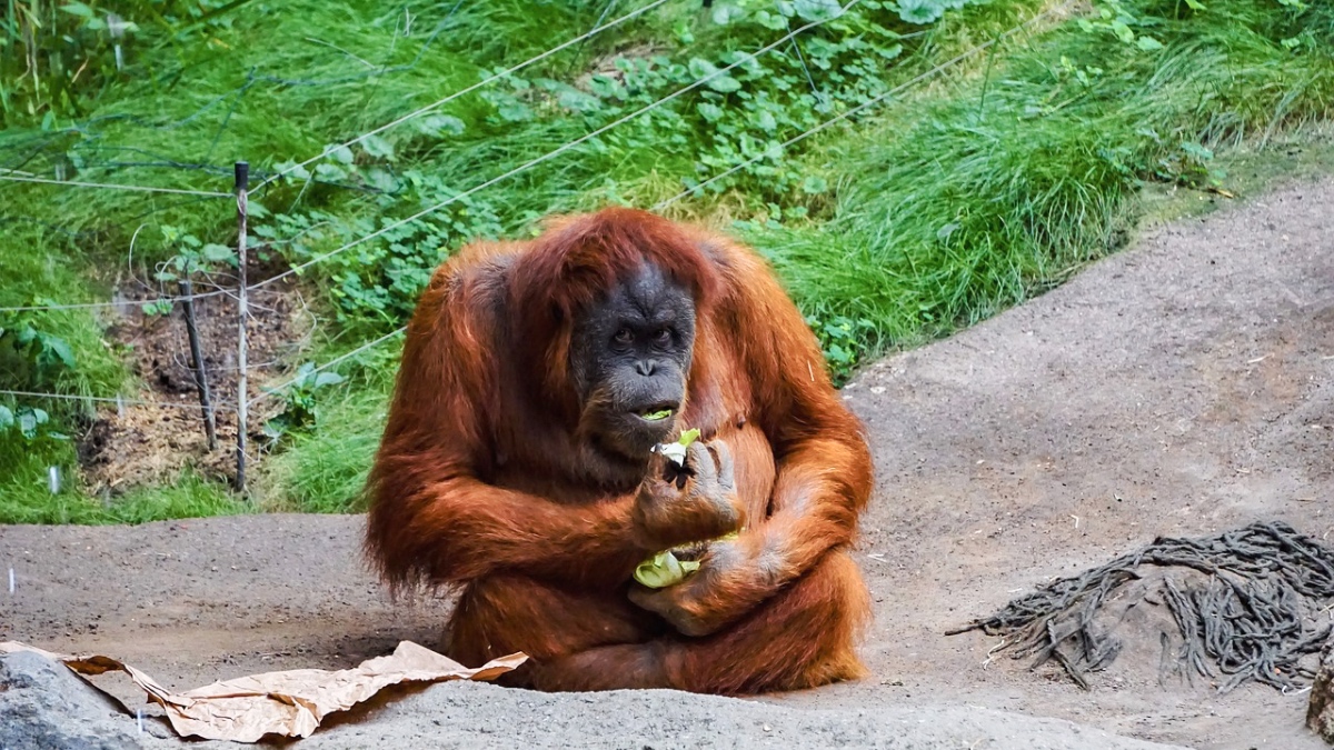 Ein Orang-Utan sitzt in einem Gehege eines Zoos.