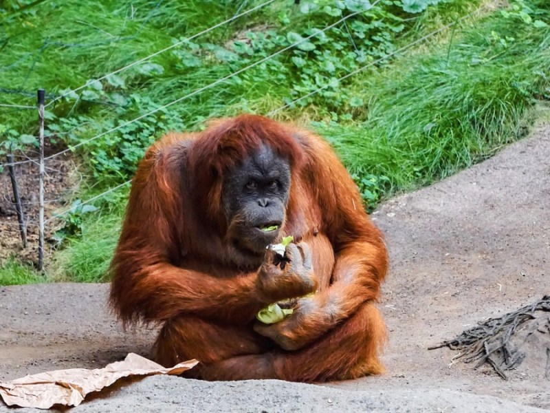 Ein Orang-Utan sitzt in einem Gehege eines Zoos.