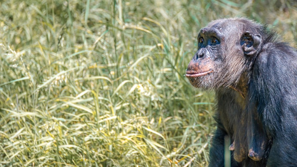 Video: Sterbende Schimpansin nimmt Abschied von altem Freund