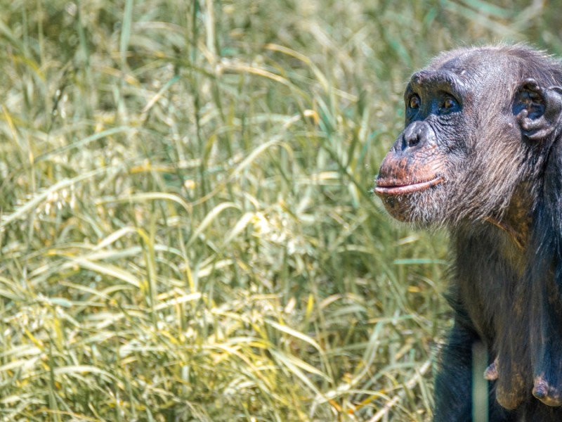 Ein Bild von einer alten Schimpansen-Mutter, die in hohem Gras sitzt.