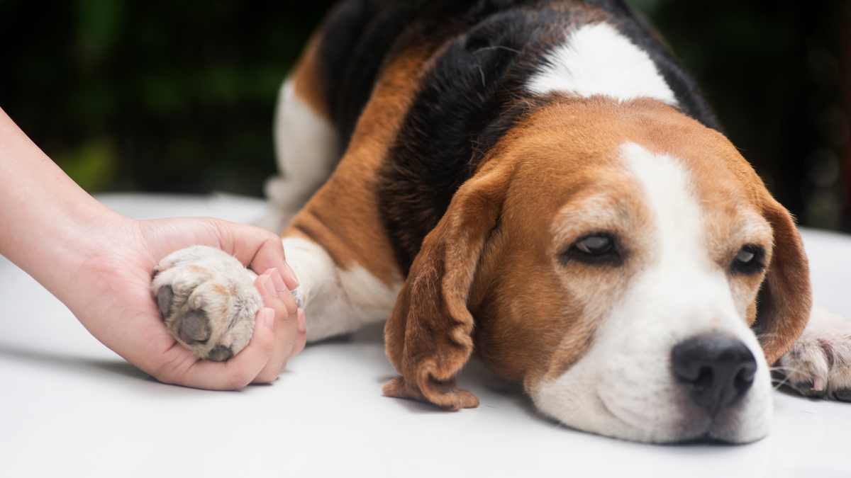 Eine junge Frau hält liebevoll die Pfote eines Beagles.