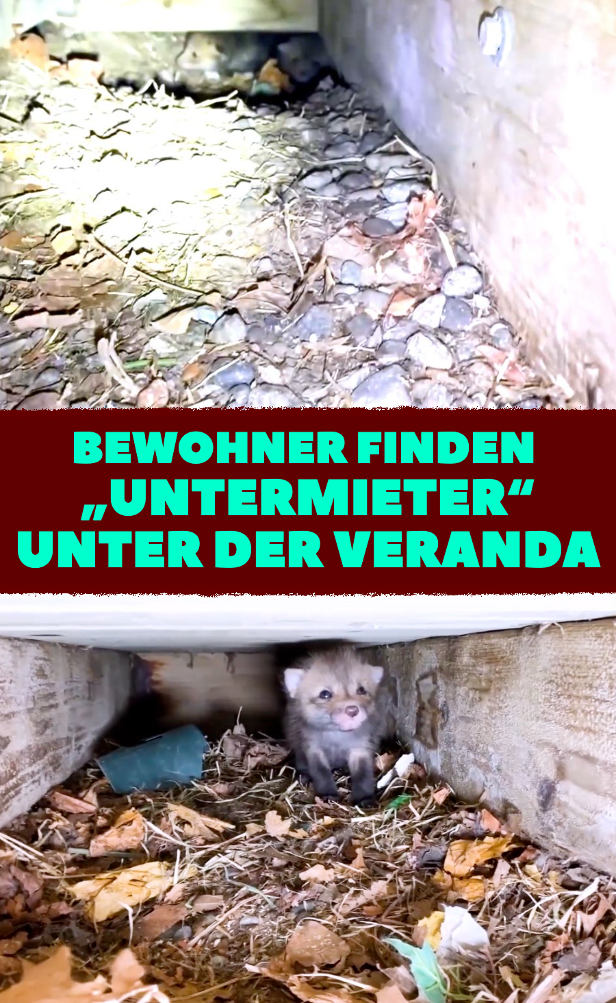 Bewohner finden „Untermieter“ unter der Veranda