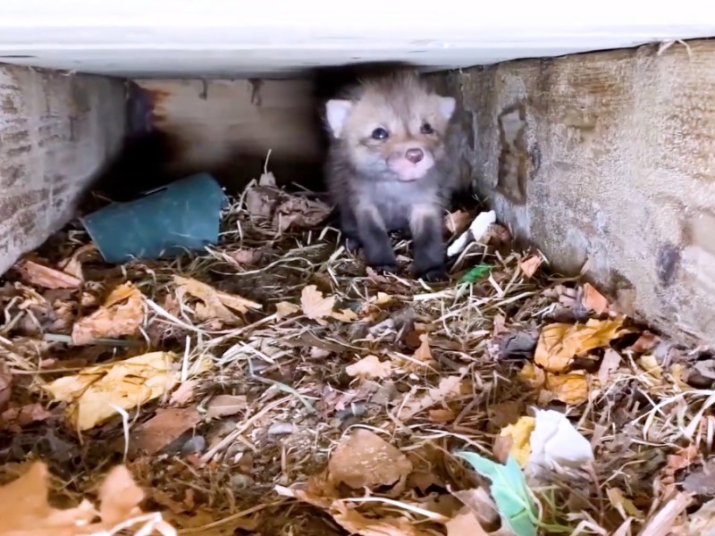 Ein Fuchsbaby unter einer Veranda