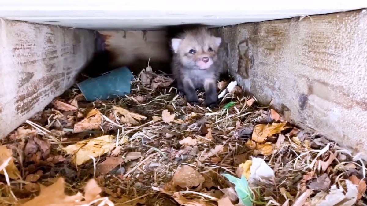 Ein Fuchsbaby unter einer Veranda