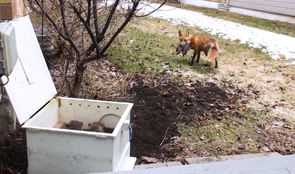 Ein Fuchs trägt ein Junges im Maul.