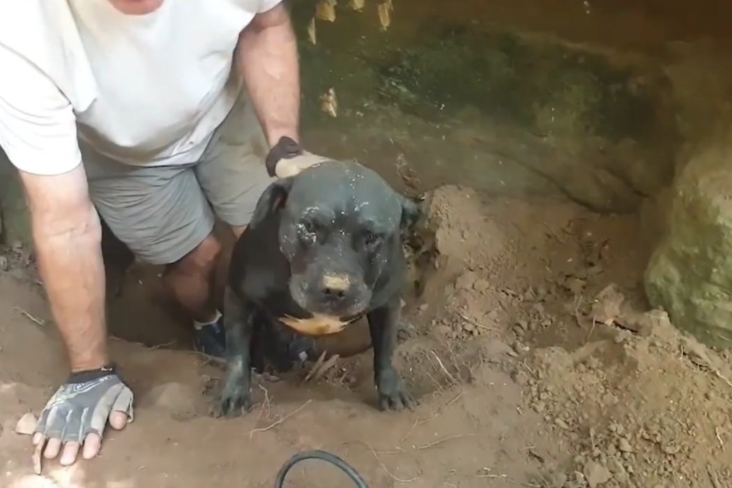 Ein Hund wird aus einer Höhle befreit.