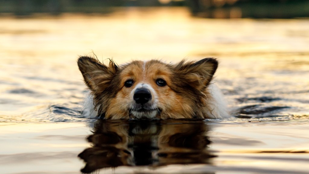 Tierrettung: Hund mit Stein am Hals aus Fluss gerettet