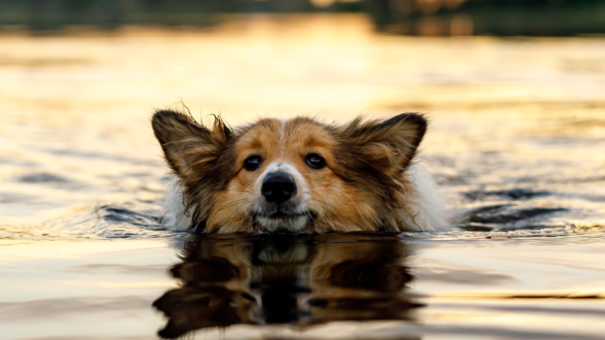 Ein Hund schwimmt in einem See.