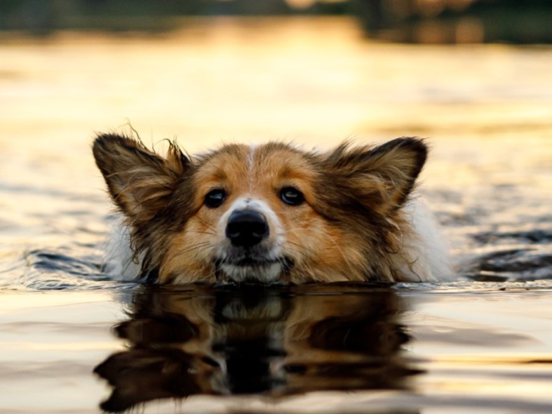 Ein Hund schwimmt in einem See.