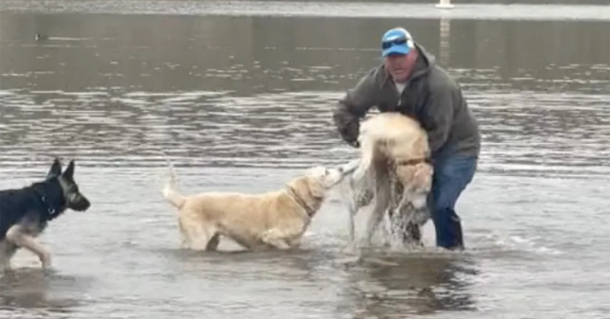 Ein Mann rettet seinen Labrador vor dem Ertrinken.