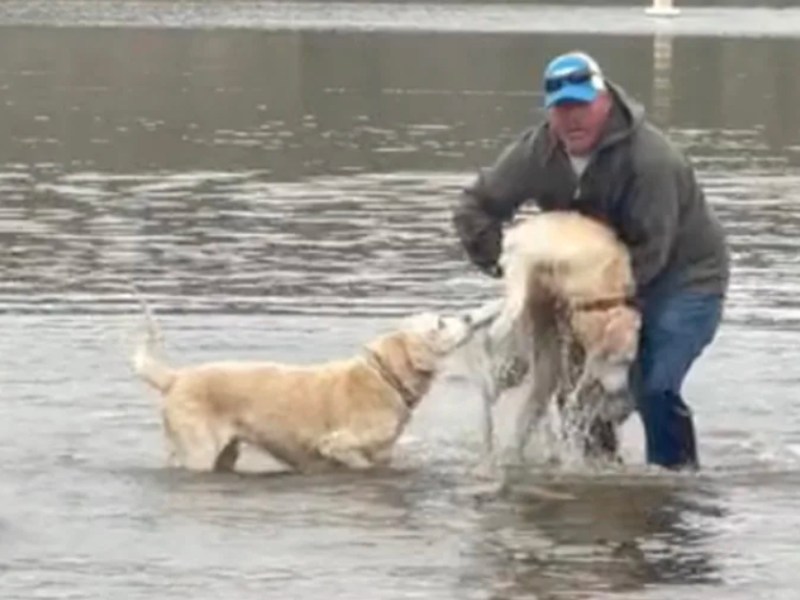 Ein Mann rettet seinen Labrador vor dem Ertrinken. ©TikTok/abbyprophetlily