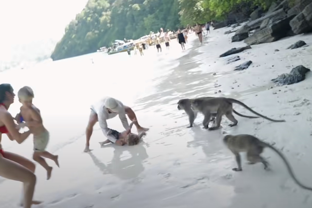Ein Vater bringt seinen Sohn vor aggressiven Affen am Strand in Sicherheit.