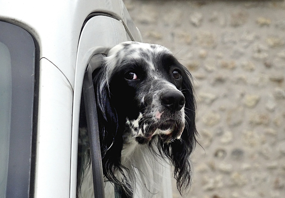 Ein Hund steckt den Kopf aus einem Autofenster.