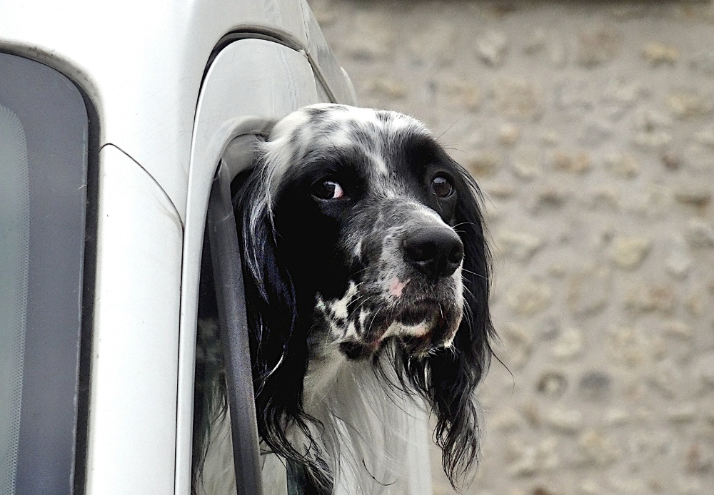 Ein Hund steckt den Kopf aus einem Autofenster.