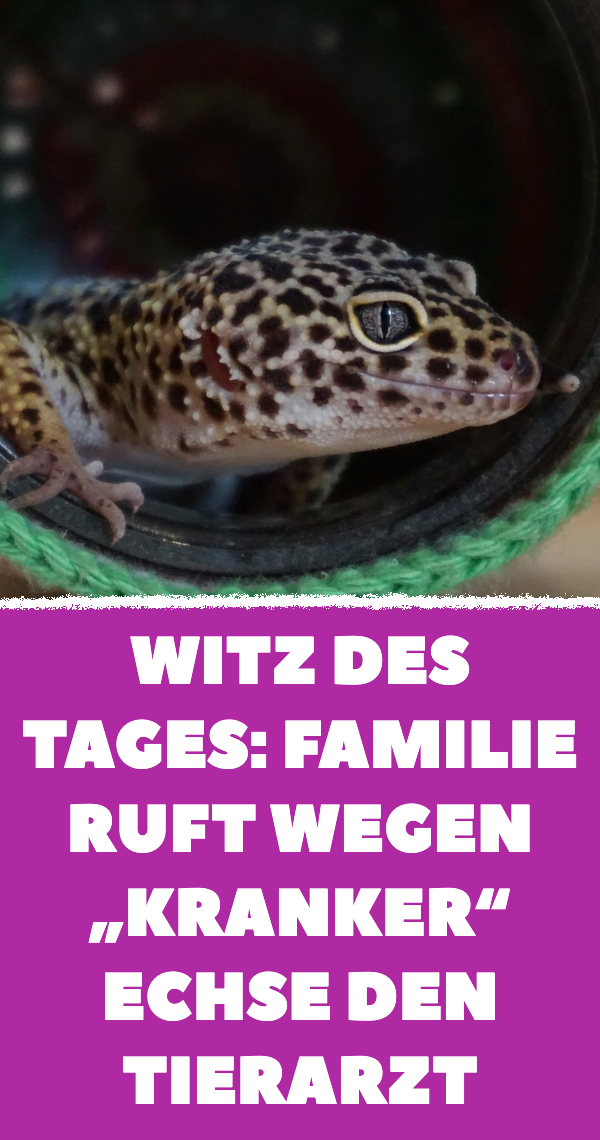 Witz des Tages: Familie ruft wegen „kranker“ Echse den Tierarzt